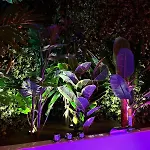 Amazonia - Starry Sky & Bath * Valenciennes